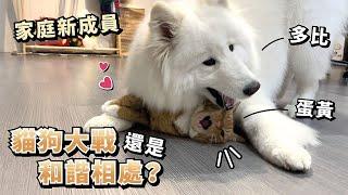 『New member of the family』Cat and dog fight or live in harmony?(Samoyed Dobby is free)