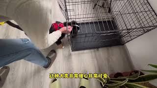 什么是伯恩山犬#伯恩山犬 #狗狗