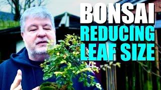 Smaller Bonsai Leaves Explained