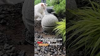 Jak zrobić fontanne z kuli  #mysiagarden #garden #inspiracje