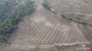 Almond Farmland construction works by Agrolidya!