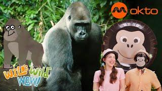 GORILLAS Wild ANIMAL KINGDOM Adventure | Wild Wild Wow S3E01B | @mediacorpokto