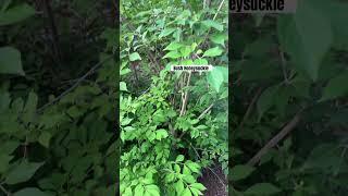 Remove Bush Honeysuckle