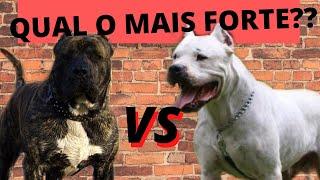 PRESA CANARIO VS DOGO ARGENTINO