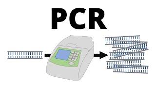 How PCR (Polymerase Chain Reaction) works explained in 1 minute