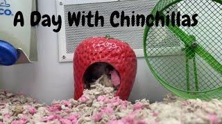 Chinvlogs - A Day With My Chinchillas