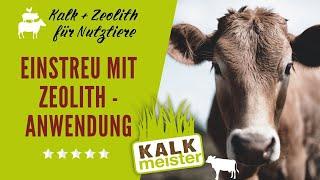 Kühe lieben Kalkmeister-Einstreu #zeolith #tierwohl #stalleinstreu