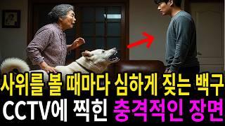 백구가 사위를 볼 때마다 심하게 짖는 데...CCTV에 찍힌 충격적인 장면