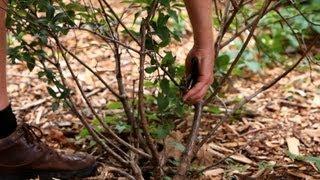 How to Prune Bushes & Shrubs | Lawn & Garden Care