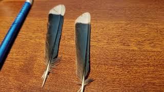 Blue Jay feather growth and structural color