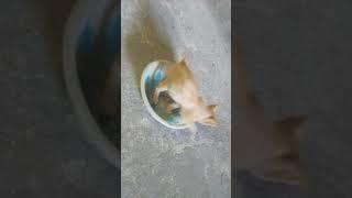 Young cat playing alone