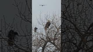 bald eagle being harassed in Corrales https://corralesphenology.blogspot.com