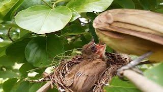 #EP23. Yellow-vented Bulbul Birds Feed The Baby In A Nest One #birds [ Review Bird Nest ]