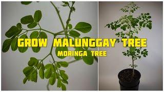 How to Grow Moringa Tree or MALUNGGAY TREE Indoor | PART 1