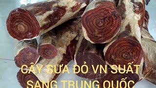 xem ANH CHUNG NGUYỄN ĐI MUA CÂY SƯA ĐỎ VN