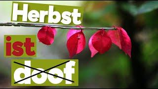 Der Herbst: Mehr Farbe braucht der Garten