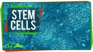 Stem Cells