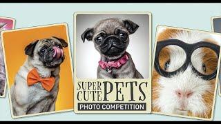 Top tips for taking great pet photography by Venture Studios