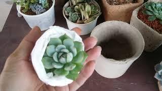 HOW TO POT NEWLY PURCHASED SUCCULENT OUT OF COURIER BOX ?