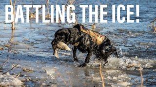 Busting Through Thick Ice to Shoot Ducks! || Iowa Waterfowl Hunting 2022