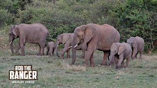 Elephant Herd Emerge From the Trees! | Lalashe Mara Ripoi Safari