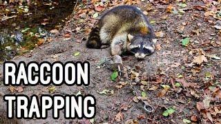 Trapping Raccoons with Dog proof Traps 2016