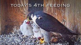 #84Falcon Nest ／Box Camera - FalconCam Project LIVE