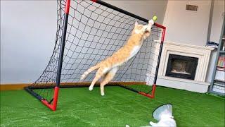 Goalkeeper Cat Got Disqualified from EURO 2024 !!