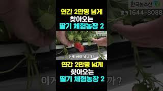 [한국농수산TV] 연간 2만명 넘게찾아오는... 딸기 체험농장 2