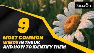 9 Most Common Weeds In The UK and How to Identify Them - Easy Gardening Hacks For Beginners