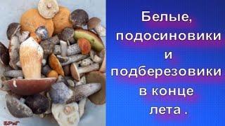 Белые, подосиновики и подберезовики в конце лета .