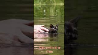 cat swim in a rivers #shorts