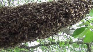 Honeybee Swarm.  Catch and capture.  First swarm of 2020!