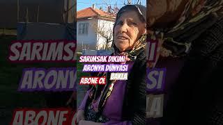 Köyde bahçe yetiştiriciği #aronya #village #aronia #köy #4k #villagelife #aronyadunyasi