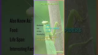 "Meet the Majestic Animals | Animal Name, Facts, and More | YouTube Shorts" #ZB49 #ZoomorphicBytes