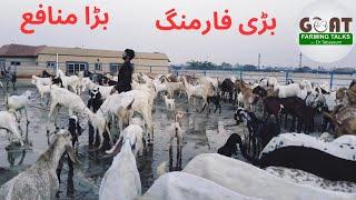 Modern Goat Farming II جدید گوٹ فارمنگ