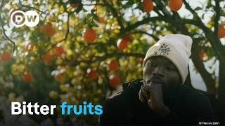 The exploitation of Europe's harvest workers | DW Documentary