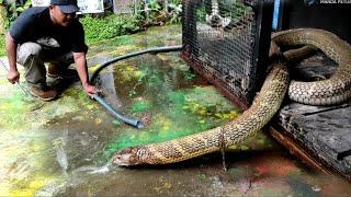 THIS IS A PICTURE OF A GOLDEN GIANT KING COBRA KALIMANTAN COMPETITOR GARAGA |COBRA |KING COBRA|SNAKE