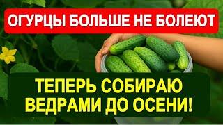 Огурцы снова зелёные и урожайные! Лучшая подкормка от пожелтения, болезней и осыпания завязей!