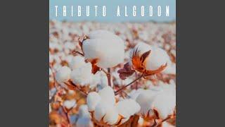 Tributo Algodon