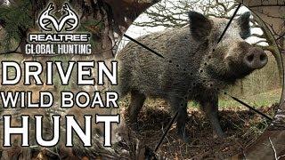 Wild Boar Hunt in the Czech Republic