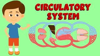 Circulatory System - Cardiovascular System - Anatomy and Function - Circulation Types