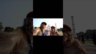 Monkey and his girlfriend made it to Taj mahal , Tell us our next location  #ai #vlog