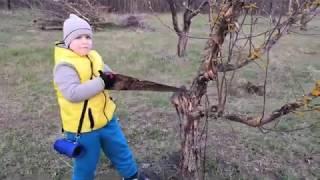 Весенняя обрезка деревьев