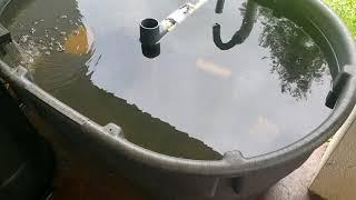 How I Started Raising Tilapia and Catfish - Small Scale Aquaculture