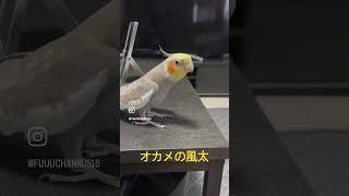 先ドヤでつまずいてしまい、動揺したのかミッキーを忘れてしまったふーたろ親分w