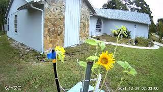 Sunflower Time lapse, Following the sun.