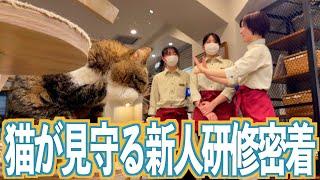 【社会人6日目密着】猫カフェの新人研修ってどんなことするの？