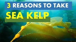 The Three Secret Sea Kelp Benefits