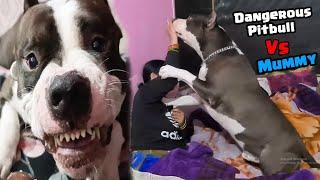 Mafia Ne mummy per Hamla bol diya  | Mafia The Pitbull